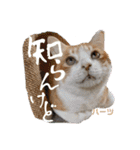 ハーツ保護猫シェルター支援・猫の日常（個別スタンプ：23）