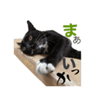ハーツ保護猫シェルター支援・猫の日常（個別スタンプ：24）