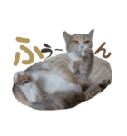 ハーツ保護猫シェルター支援・猫の日常（個別スタンプ：25）