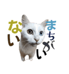 ハーツ保護猫シェルター支援・猫の日常（個別スタンプ：26）