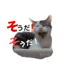 ハーツ保護猫シェルター支援・猫の日常（個別スタンプ：27）