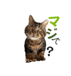 ハーツ保護猫シェルター支援・猫の日常（個別スタンプ：28）