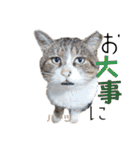 ハーツ保護猫シェルター支援・猫の日常（個別スタンプ：31）