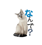 ハーツ保護猫シェルター支援・猫の日常（個別スタンプ：33）