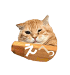 ハーツ保護猫シェルター支援・猫の日常（個別スタンプ：34）