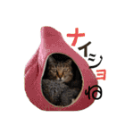 ハーツ保護猫シェルター支援・猫の日常（個別スタンプ：35）