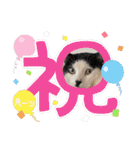 ハーツ保護猫シェルター支援・猫の日常（個別スタンプ：37）