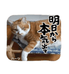ハーツ保護猫シェルター支援・猫の日常（個別スタンプ：38）
