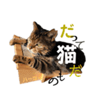 ハーツ保護猫シェルター支援・猫の日常（個別スタンプ：39）