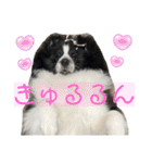 おたからすたんぷ3（個別スタンプ：14）