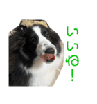 おたからすたんぷ3（個別スタンプ：16）