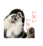 おたからすたんぷ3（個別スタンプ：19）