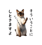 日常で使えるシャム猫のスタンプです。（個別スタンプ：40）