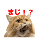 レオ君のペロッとスタンプ（個別スタンプ：2）