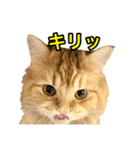 レオ君のペロッとスタンプ（個別スタンプ：4）