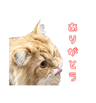 レオ君のペロッとスタンプ（個別スタンプ：9）