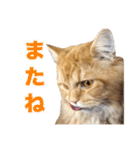 レオ君のペロッとスタンプ（個別スタンプ：11）