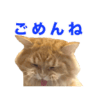 レオ君のペロッとスタンプ（個別スタンプ：12）