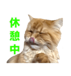 レオ君のペロッとスタンプ（個別スタンプ：13）