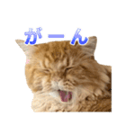 レオ君のペロッとスタンプ（個別スタンプ：17）