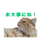 レオ君のペロッとスタンプ（個別スタンプ：18）