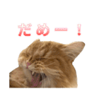 レオ君のペロッとスタンプ（個別スタンプ：19）