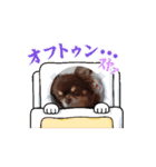 チワワのチョコちゃんスタンプ。1（個別スタンプ：7）