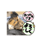 動く動物スタンプ 仕事用（個別スタンプ：4）