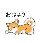 いつでも可愛い柴犬（個別スタンプ：2）