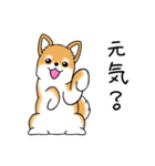 いつでも可愛い柴犬（個別スタンプ：4）