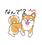 いつでも可愛い柴犬（個別スタンプ：7）