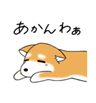 いつでも可愛い柴犬（個別スタンプ：8）