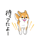 いつでも可愛い柴犬（個別スタンプ：18）