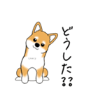 いつでも可愛い柴犬（個別スタンプ：19）