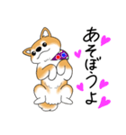 いつでも可愛い柴犬（個別スタンプ：20）