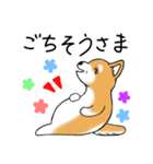 いつでも可愛い柴犬（個別スタンプ：21）