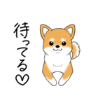 いつでも可愛い柴犬（個別スタンプ：24）