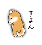 いつでも可愛い柴犬（個別スタンプ：31）