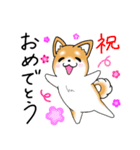 いつでも可愛い柴犬（個別スタンプ：37）