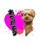 日常会話2（茶々＆寧々＆ハルミ）（個別スタンプ：11）