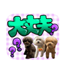 日常会話2（茶々＆寧々＆ハルミ）（個別スタンプ：17）