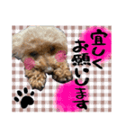 日常会話2（茶々＆寧々＆ハルミ）（個別スタンプ：24）