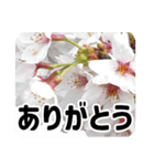 *花*桜 2（個別スタンプ：1）