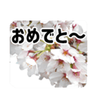 *花*桜 2（個別スタンプ：2）