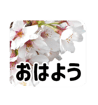 *花*桜 2（個別スタンプ：3）