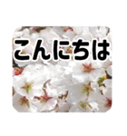 *花*桜 2（個別スタンプ：4）