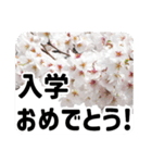 *花*桜 2（個別スタンプ：5）