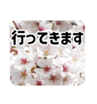 *花*桜 2（個別スタンプ：6）