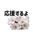 *花*桜 2（個別スタンプ：10）