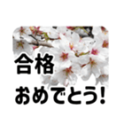 *花*桜 2（個別スタンプ：11）